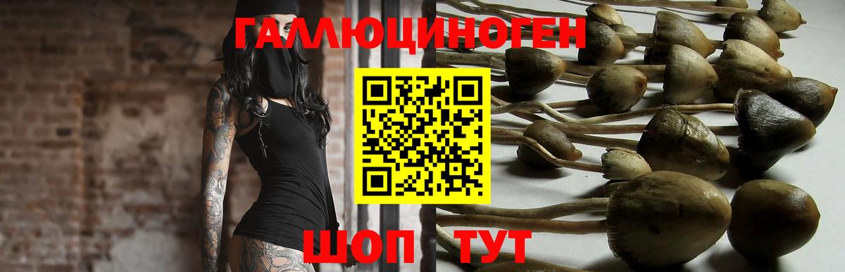 Ревда  где купить наркоту  Вход с VPN  Псилоцибиновые грибы Psilocybe 